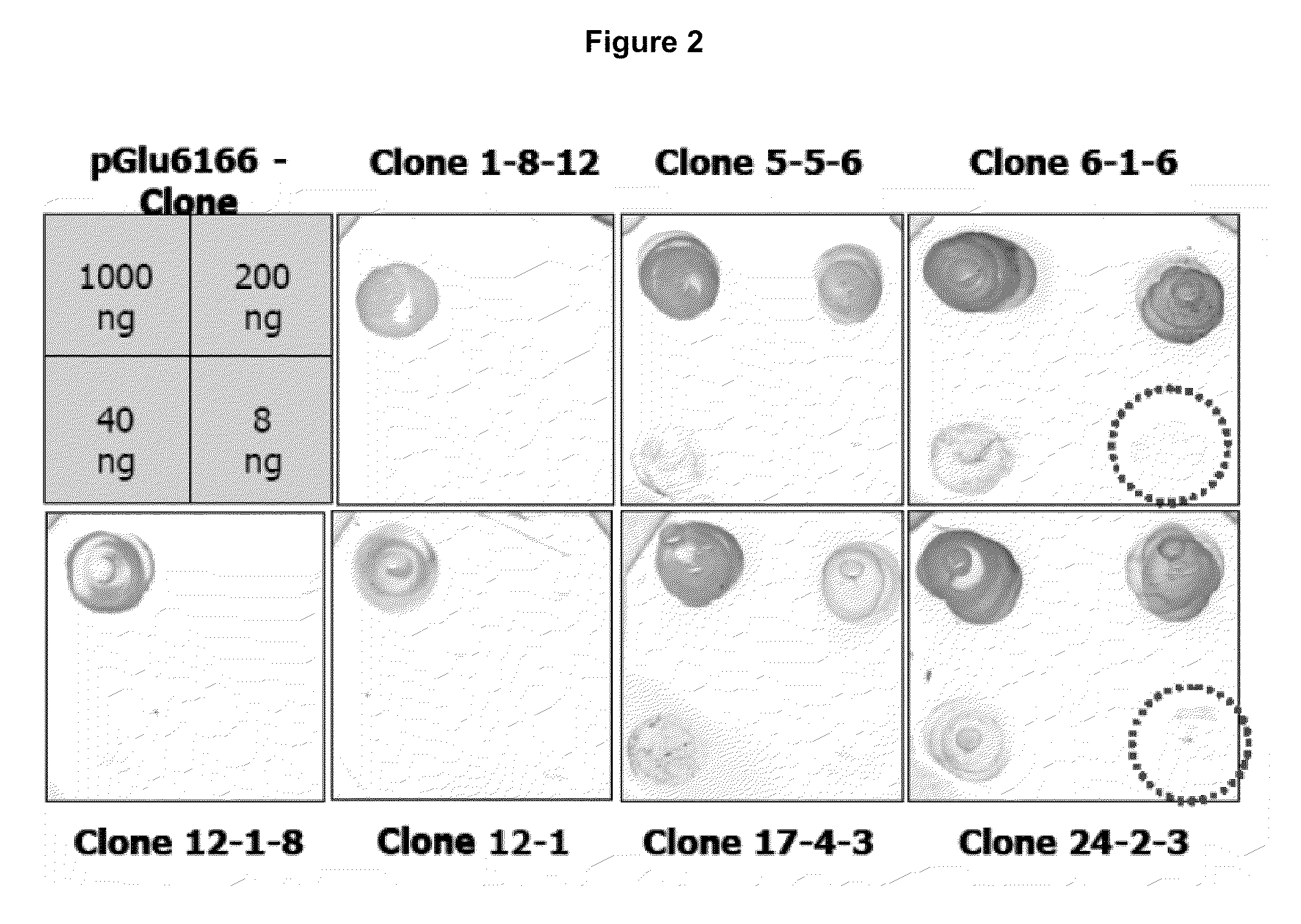 Diagnostic antibody assay