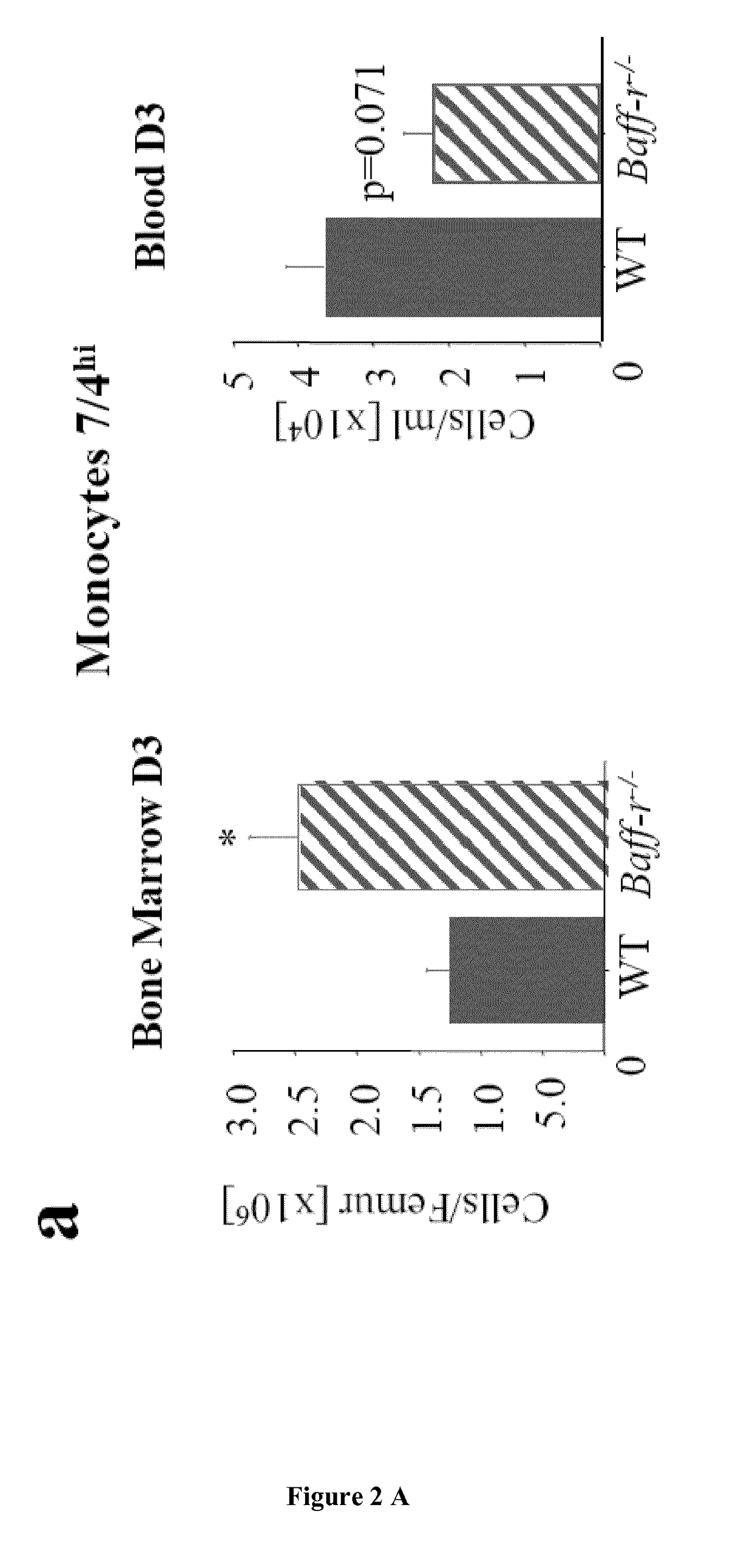 Method of predicting survival time in myocardial infarction patients by measuring BAFF levels