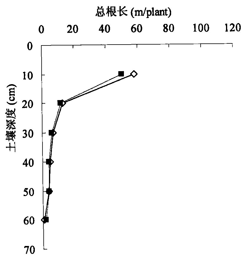 Method for regulating and controlling root system architecture of under-mulch-drip irrigation cotton in sand through irrigation and nitrogen application