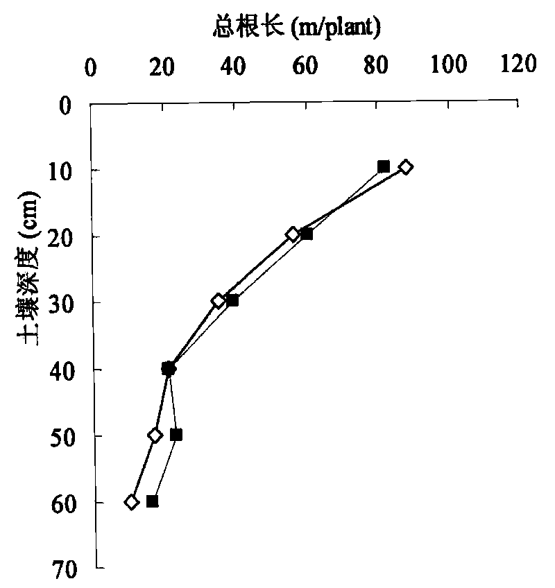 Method for regulating and controlling root system architecture of under-mulch-drip irrigation cotton in sand through irrigation and nitrogen application