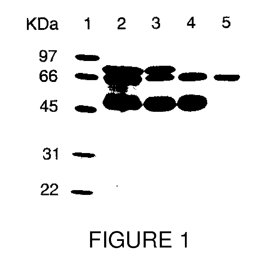 Compositions and methods to enhance viability and function of islet cells