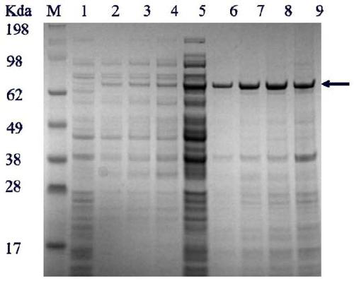 Heparin lyase mutant and recombinant expression method thereof