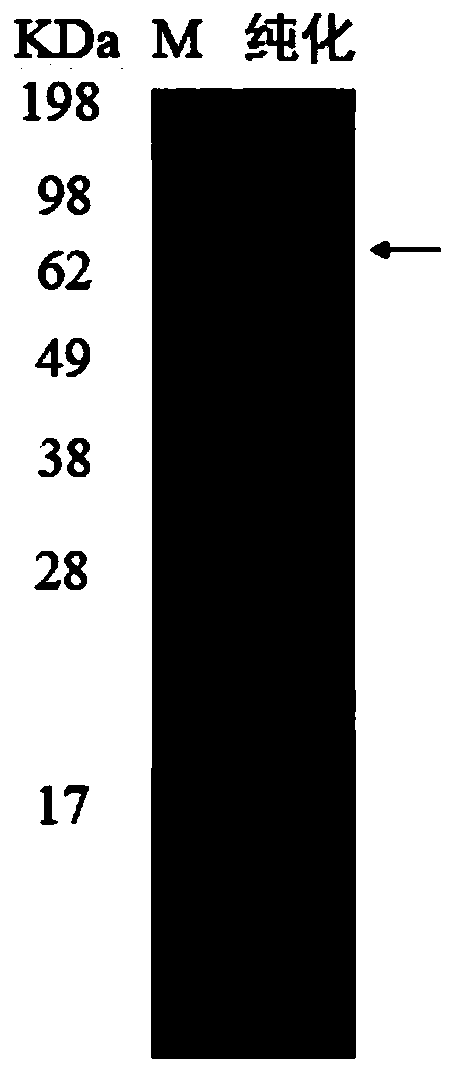 Heparin lyase mutant and recombinant expression method thereof