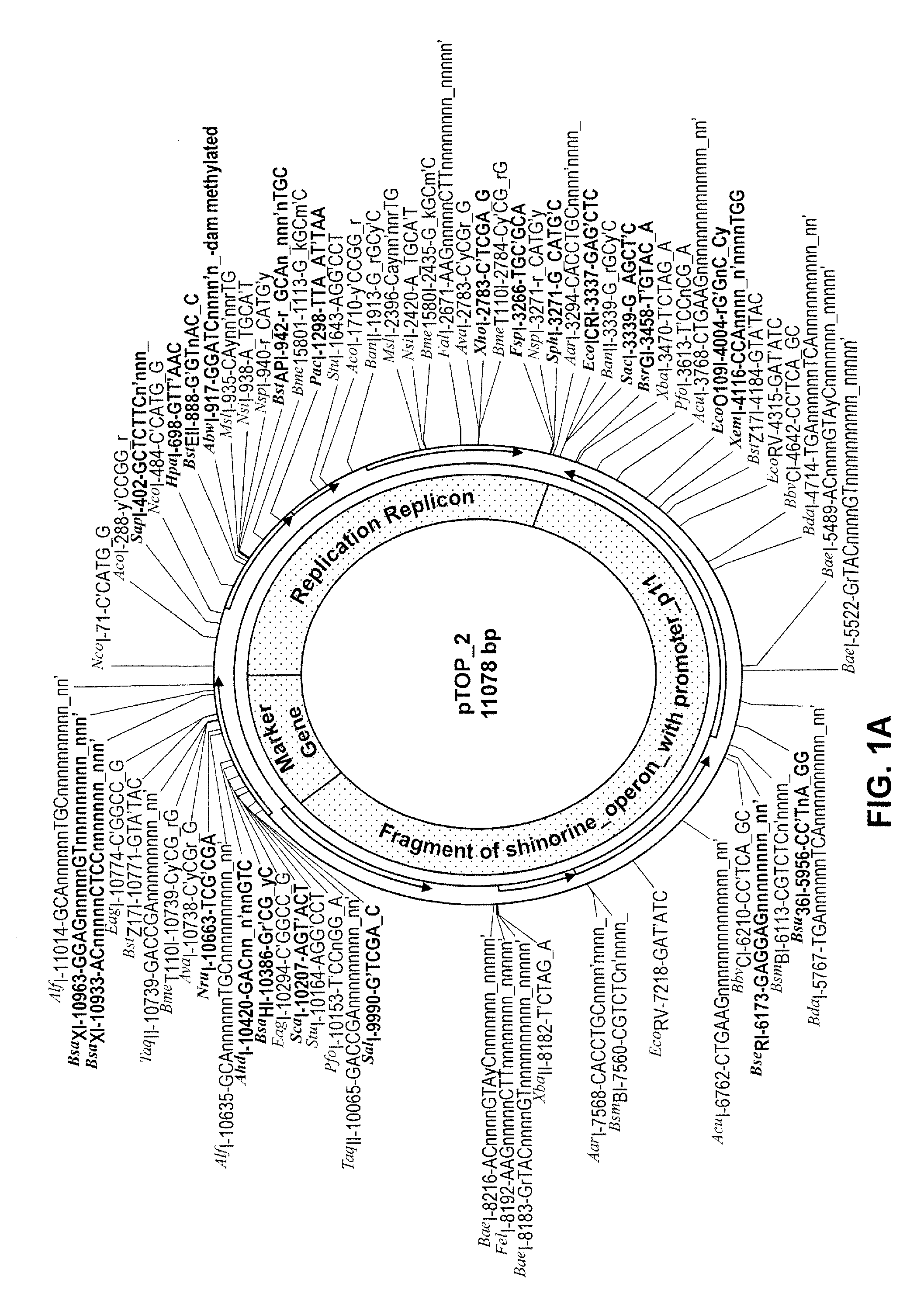 Topical composition comprising transformed bacteria expressing a compound of interest