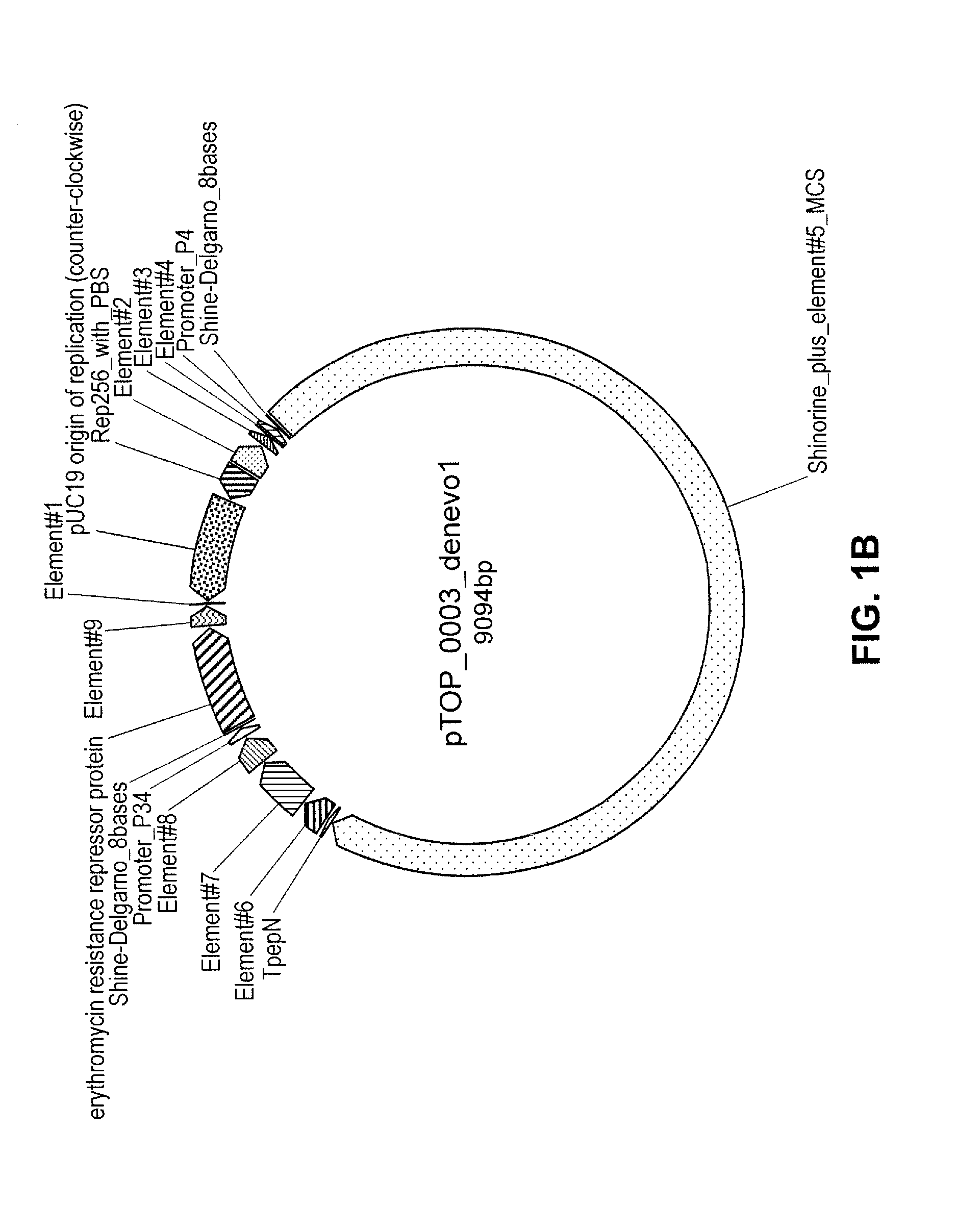 Topical composition comprising transformed bacteria expressing a compound of interest