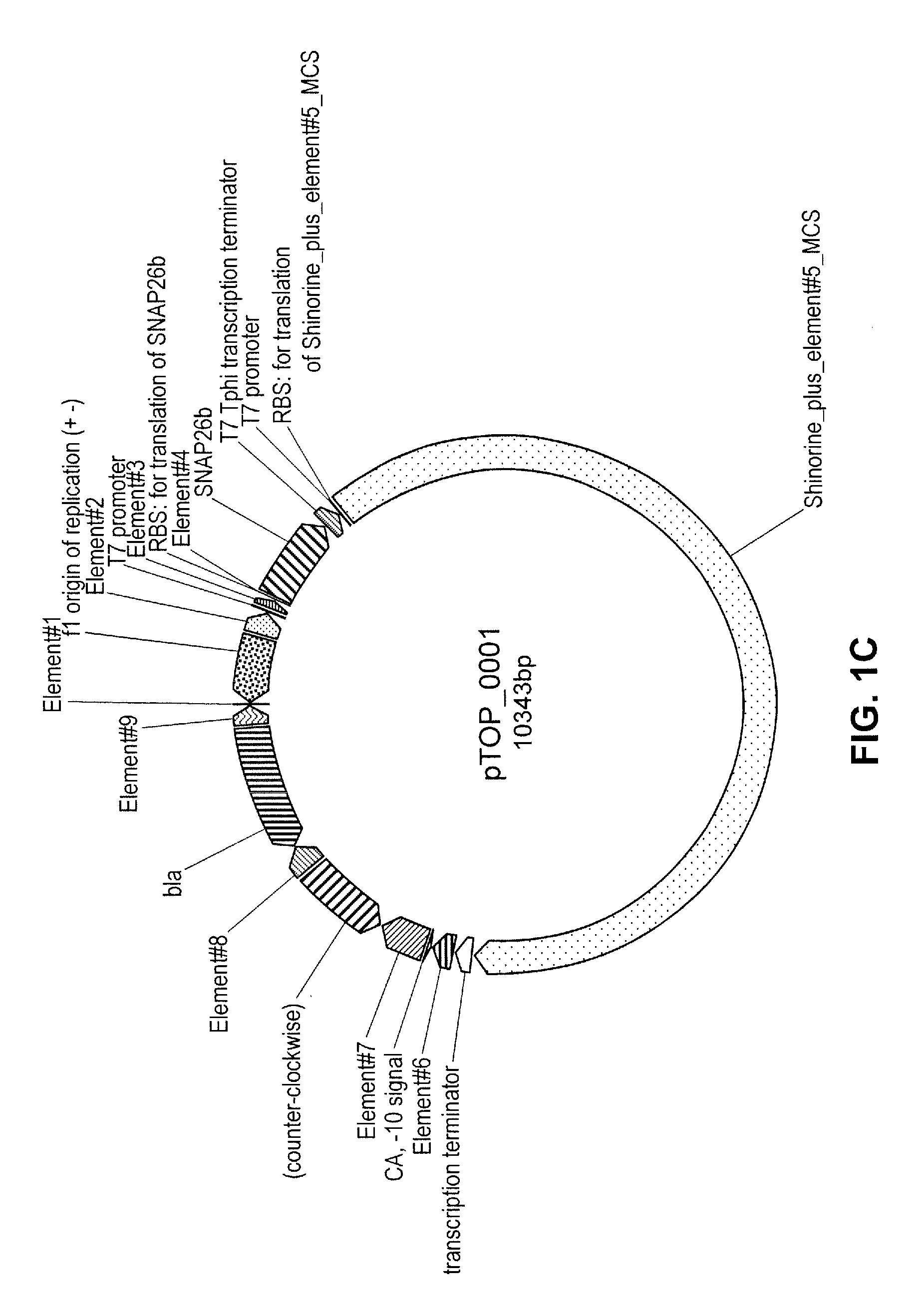 Topical composition comprising transformed bacteria expressing a compound of interest