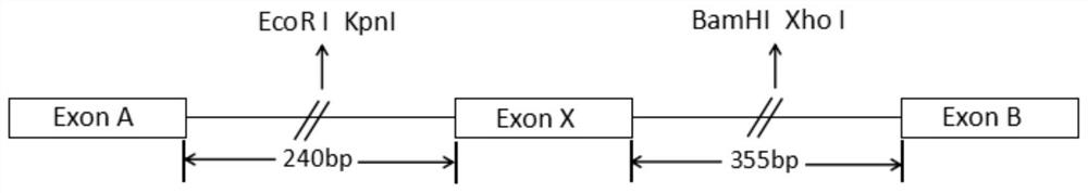 Mini-gene splicing reporter plasmid and its construction method and application