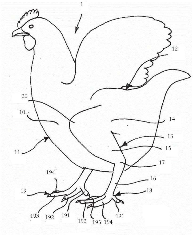 A method of suspending a bird from a shackle and an apparatus for suspending birds