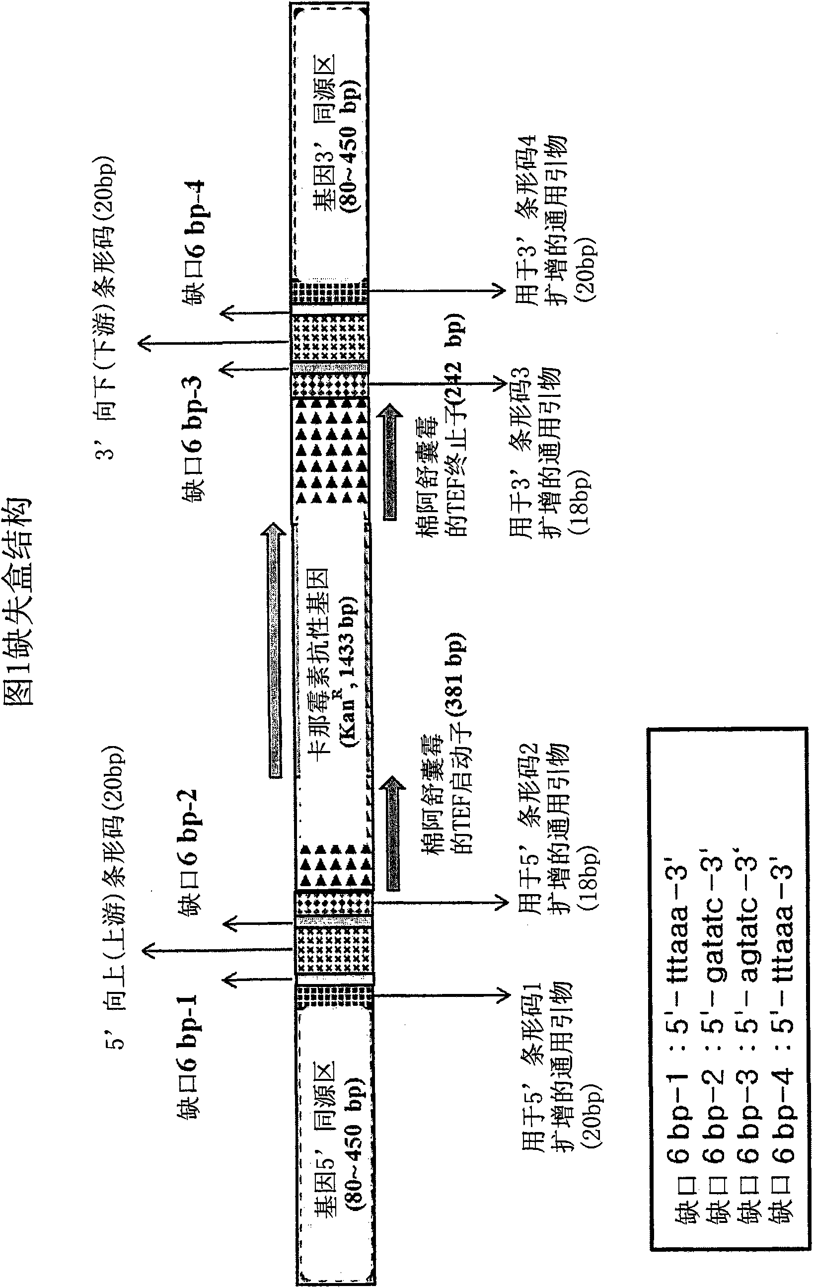 Genome-wide construction of schizosaccharomyces pombe heterozygous deletion mutants containing gene-specific barcodes by the methods of 4-round serial or block pcr, or total gene synthesis thereof