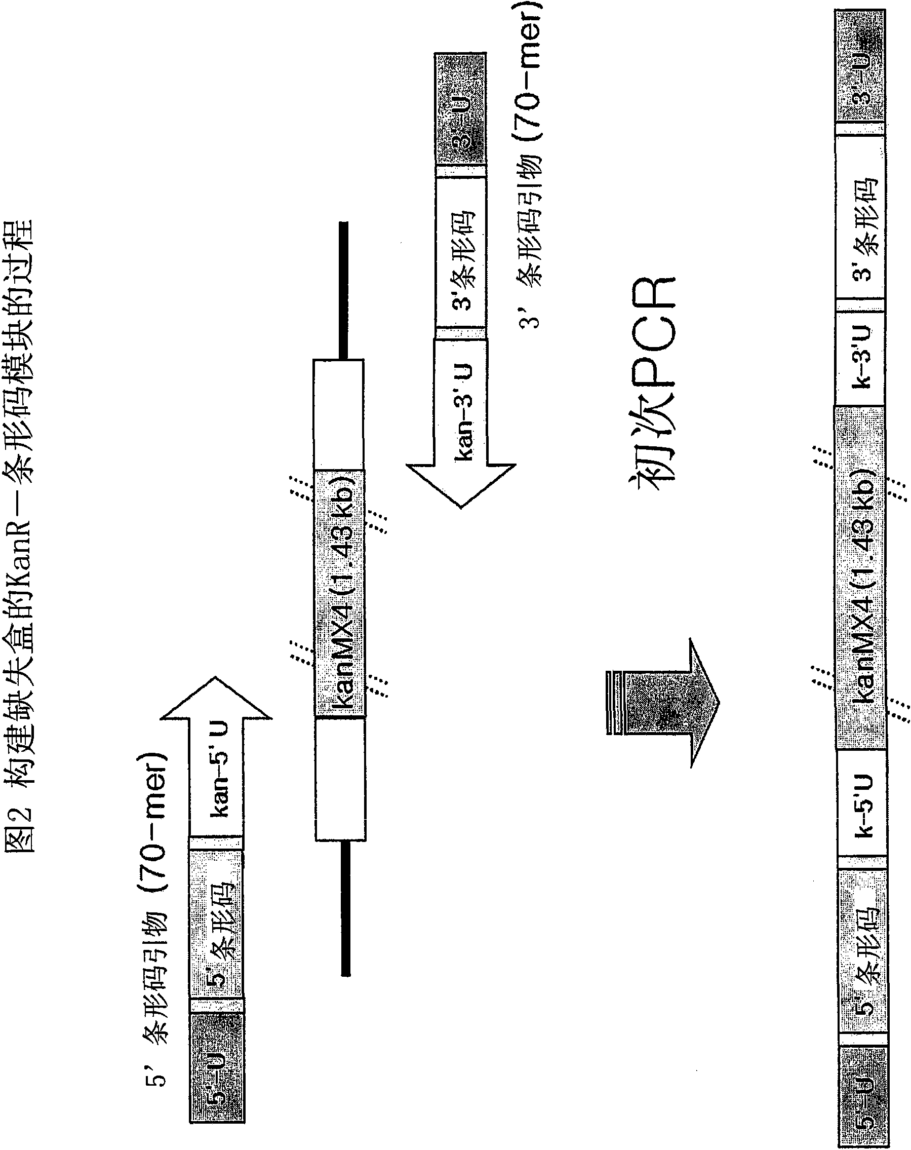 Genome-wide construction of schizosaccharomyces pombe heterozygous deletion mutants containing gene-specific barcodes by the methods of 4-round serial or block pcr, or total gene synthesis thereof