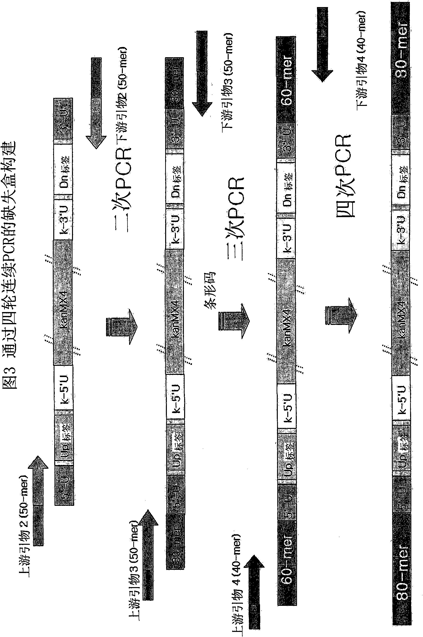 Genome-wide construction of schizosaccharomyces pombe heterozygous deletion mutants containing gene-specific barcodes by the methods of 4-round serial or block pcr, or total gene synthesis thereof