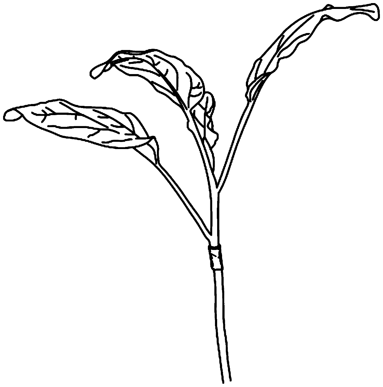 Method for grafting tomato casing with stem segments