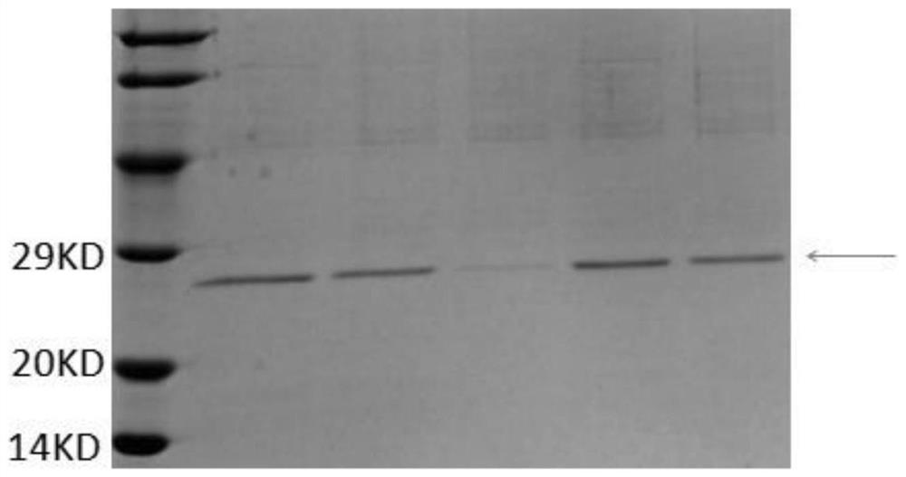 A heat shock protein malthsp20-11 of Monochamus alternatus and its coding gene and application