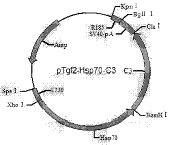 Preparation method of transgenic tilapia with lysozyme gene