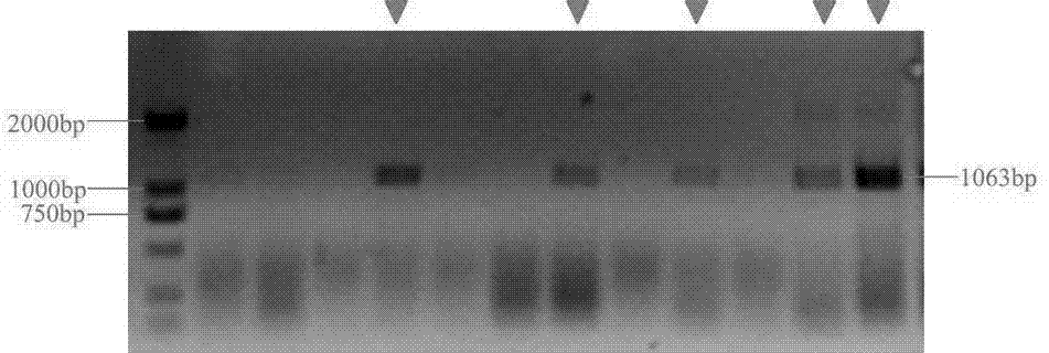 Preparation method of transgenic tilapia with lysozyme gene