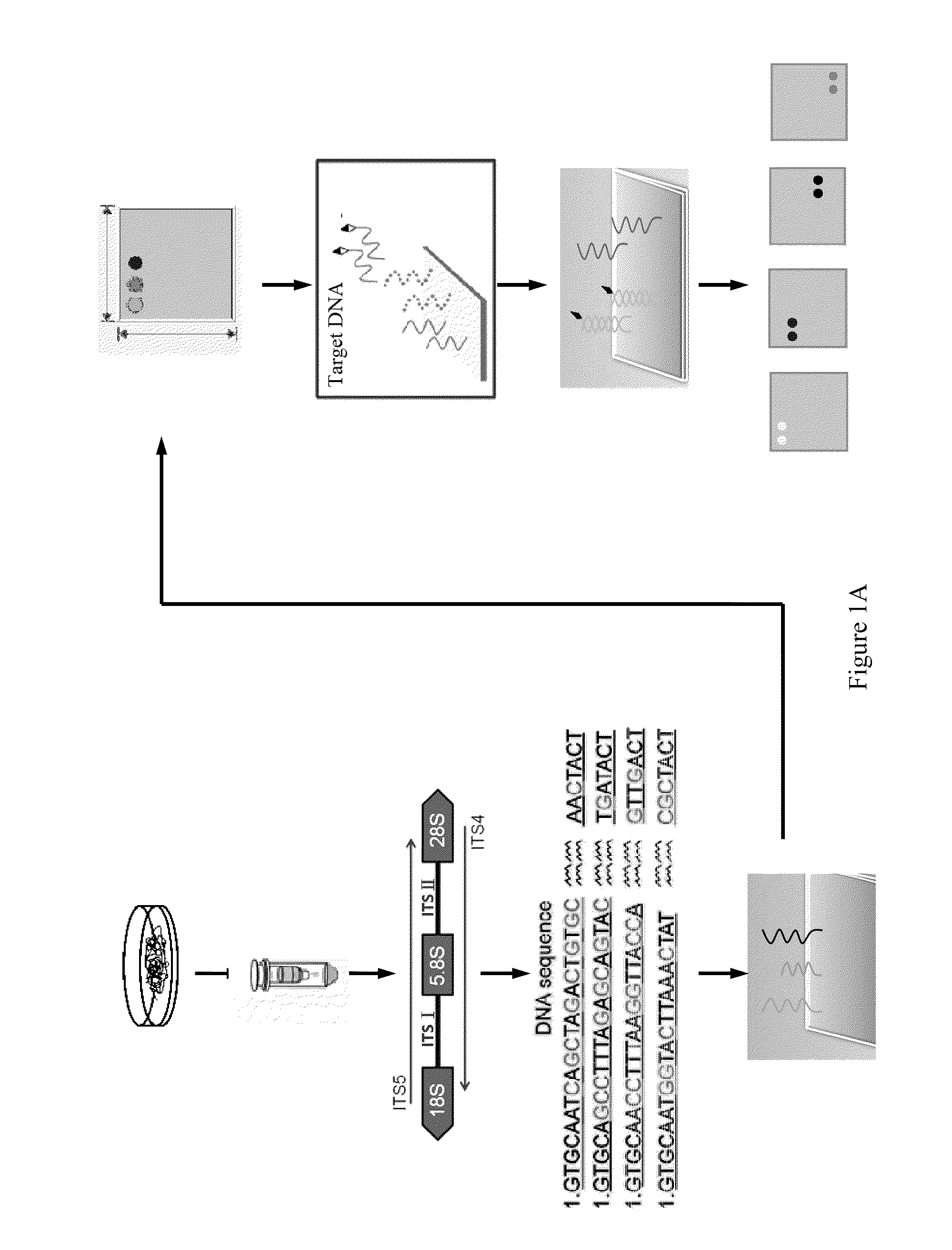 Microchip for identifying phellinus species and the method thereof