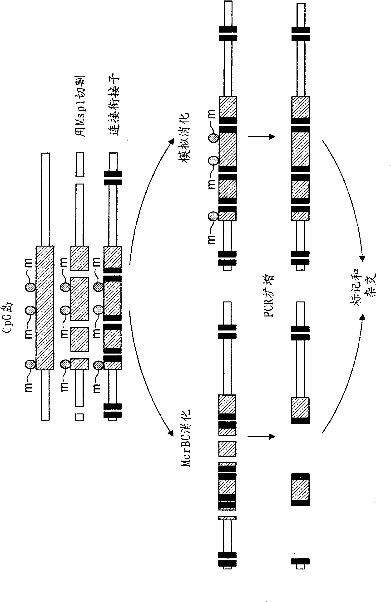 Method for the analysis of ovarian cancer disorders