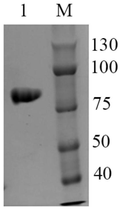 A kind of β-galactosidase gala and its application