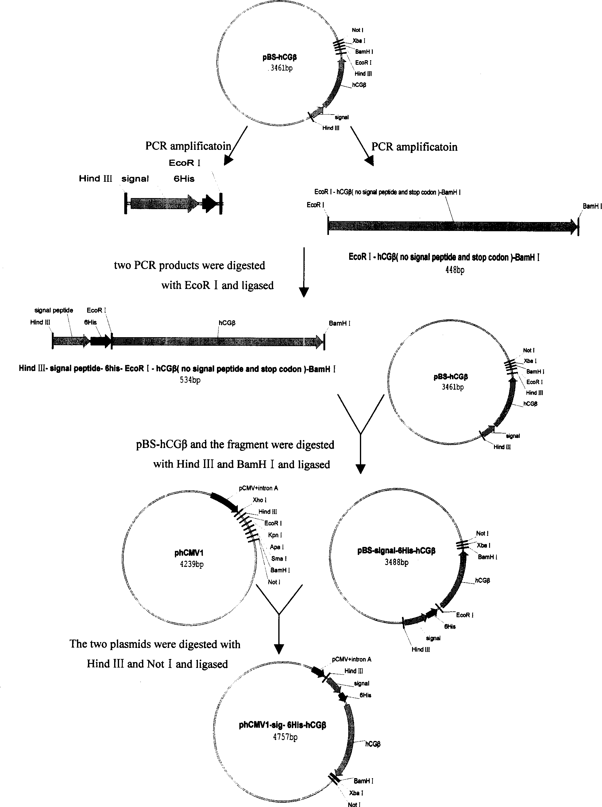 A fusion protein contraception vaccine with molecular adjuvant and its preparation