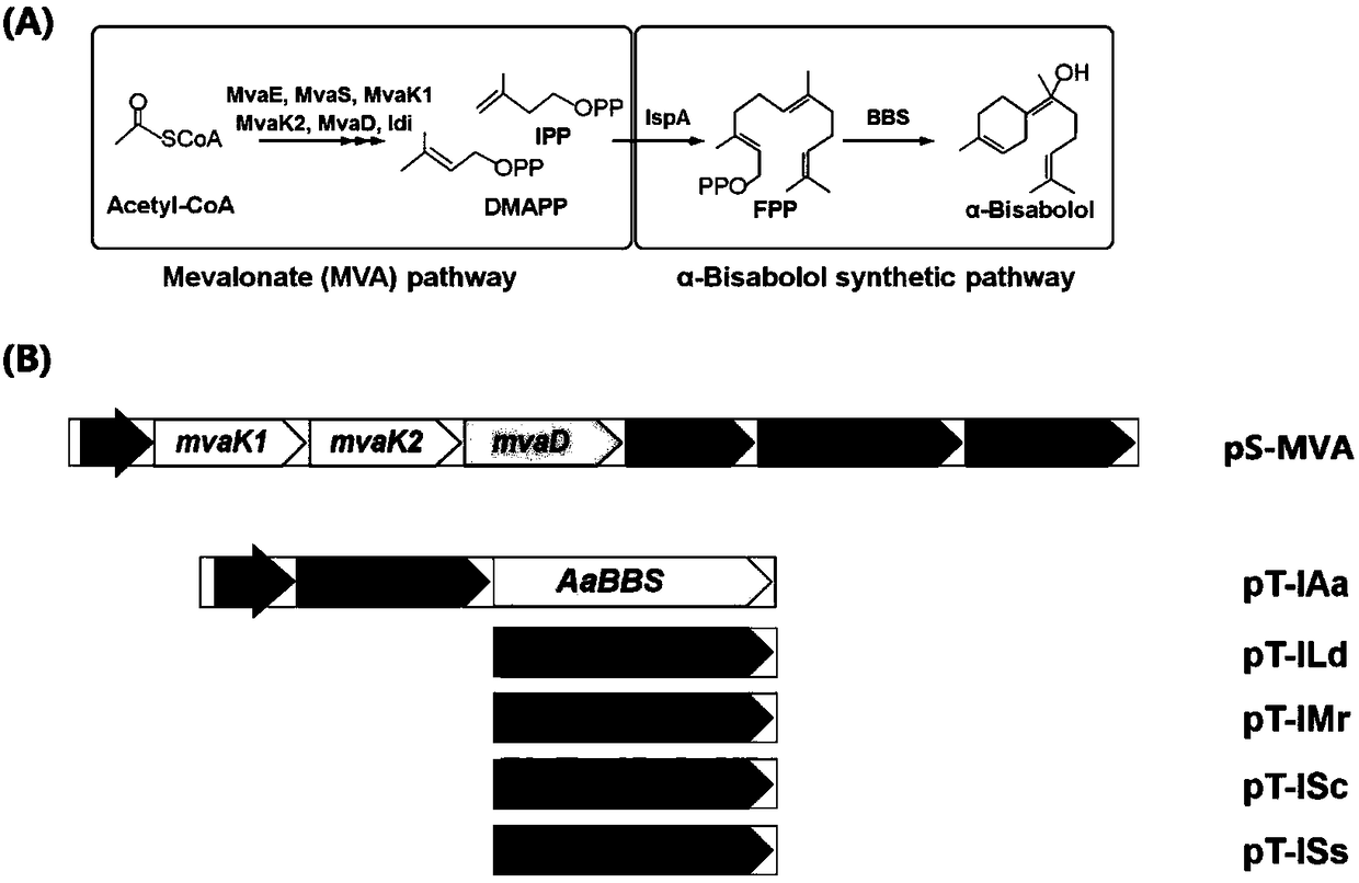 [Alpha]-bisabolol synthetic plasmid as well as construction method and escherichia coli engineered strain thereof