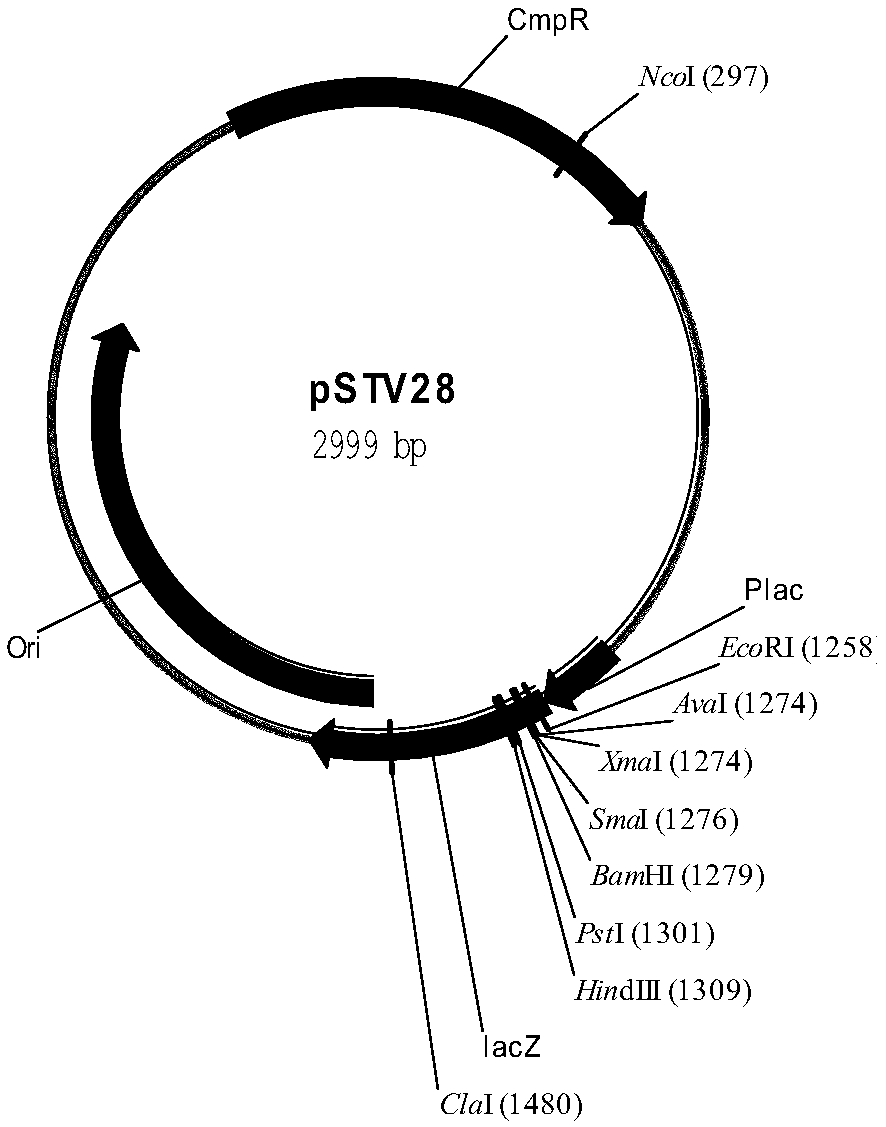 [Alpha]-bisabolol synthetic plasmid as well as construction method and escherichia coli engineered strain thereof