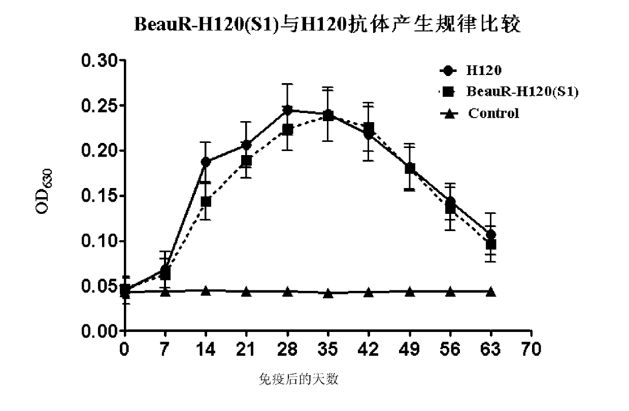 Recombinant virus of chimeric IBV H120 S1 gene ectodomain suitable for cell culture and construction method and application thereof