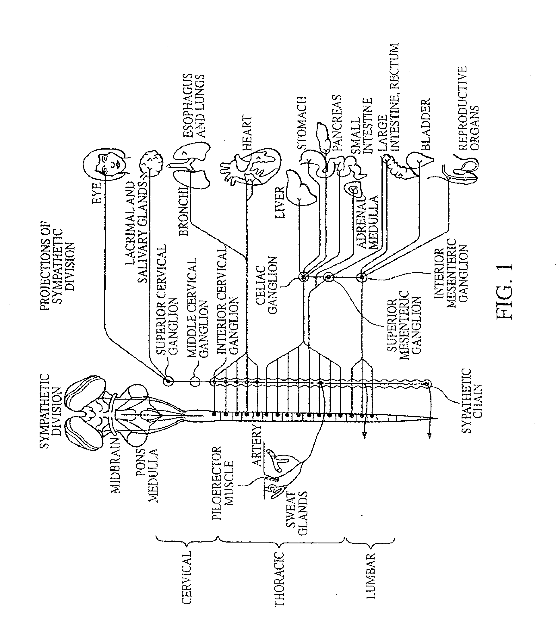 Electrical stimulation of the sympathetic nerve chain