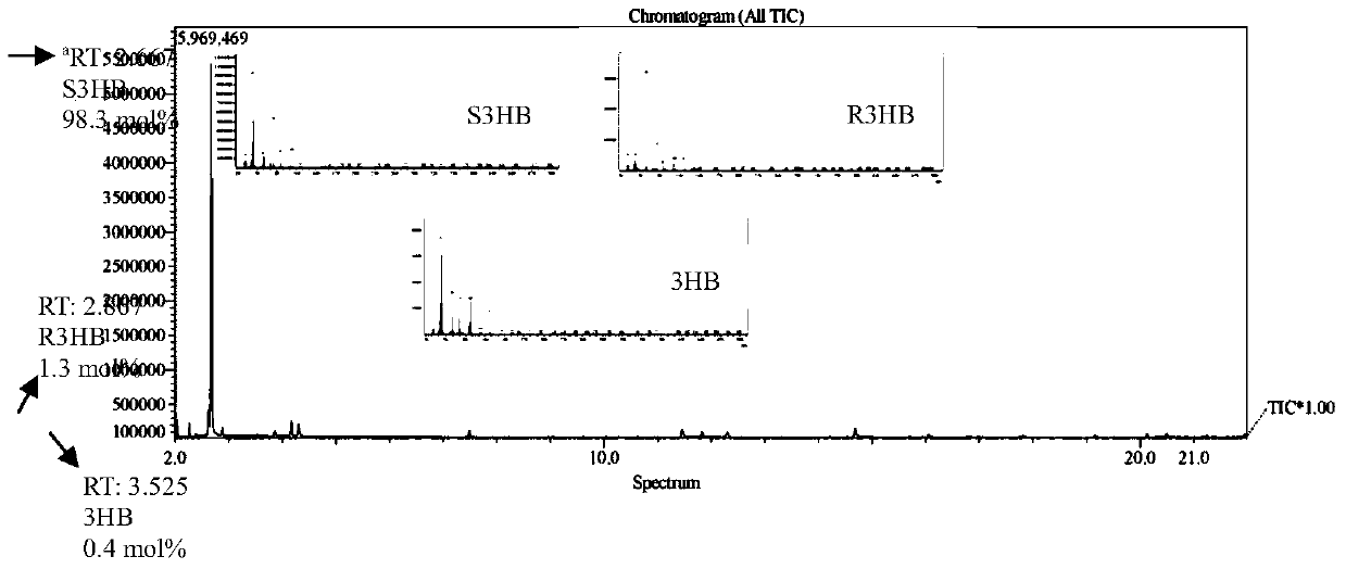 A method for synthesizing bioplastic precursor polyhydroxyalkanoate by utilizing lignin-degrading bacteria