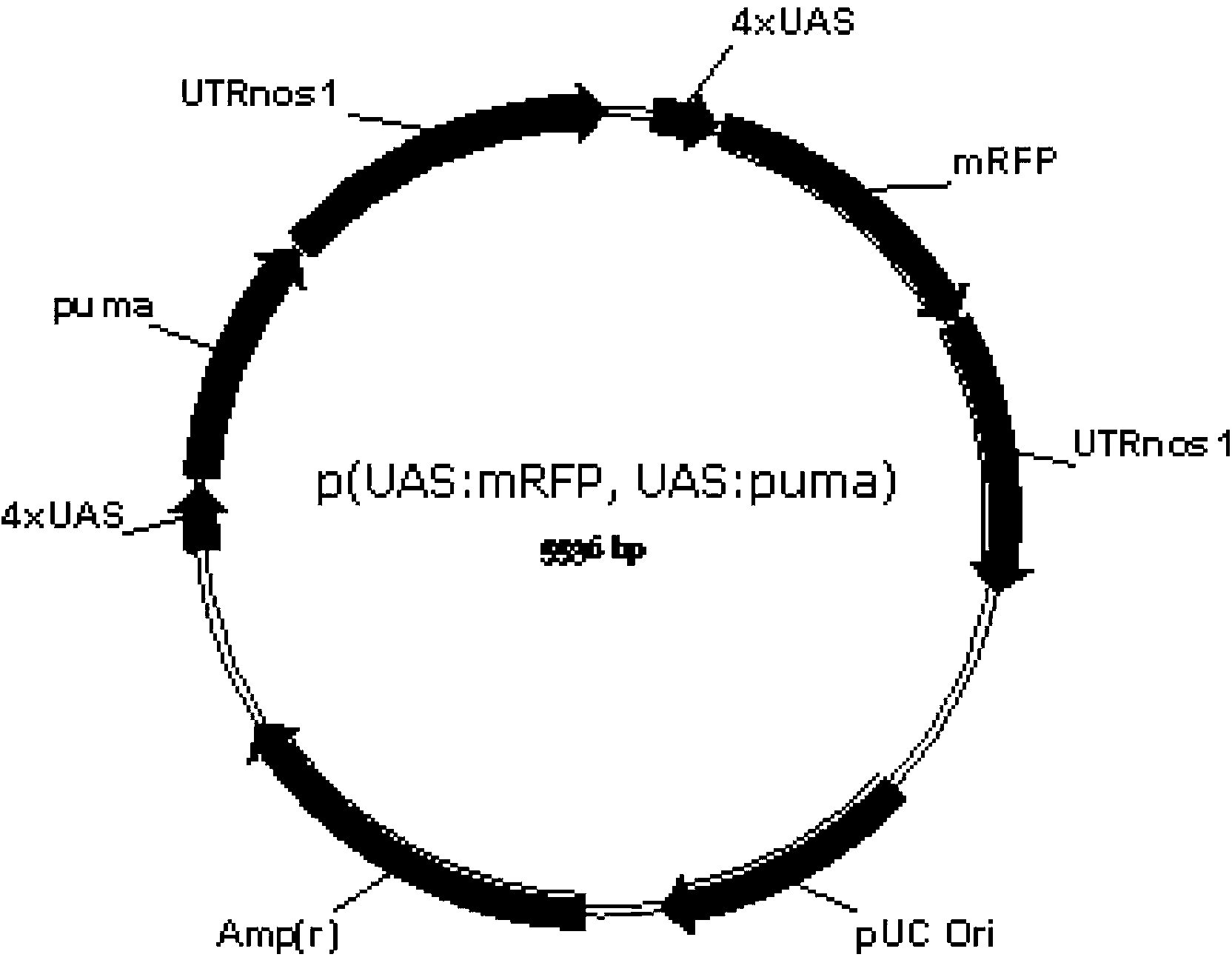 Vector used for oriented screening of homologous recombination PGC, and construction method and application thereof