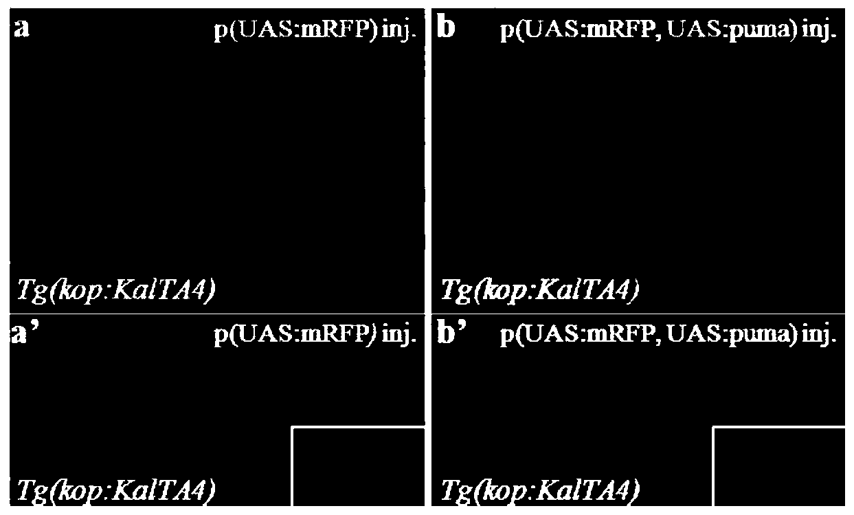 Vector used for oriented screening of homologous recombination PGC, and construction method and application thereof