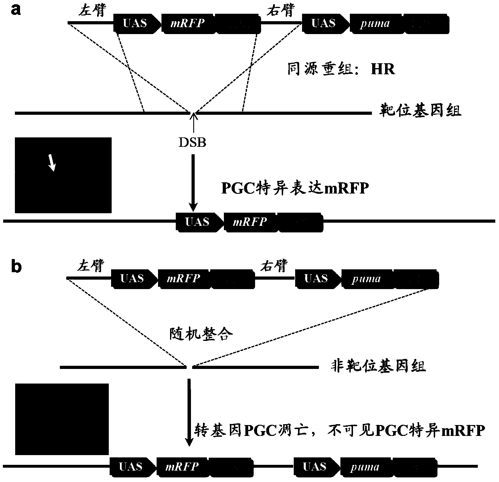 Vector used for oriented screening of homologous recombination PGC, and construction method and application thereof