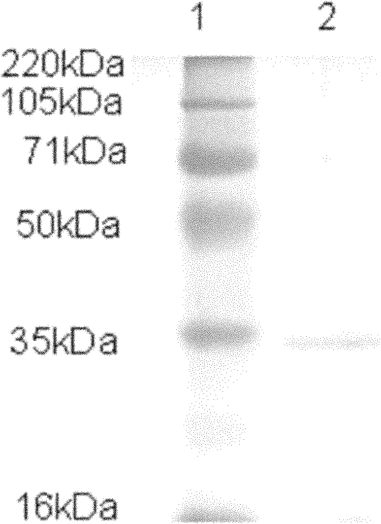 Method for separating and extracting peroxidase in sweet potato peels