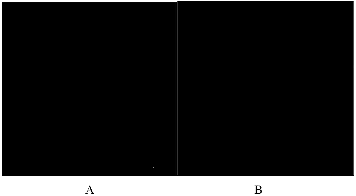 Molecular markers of maize chloroplast genome and its application in cultivar identification