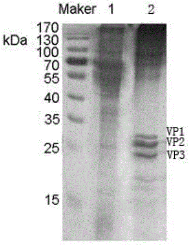 Method of purifying foot-and-mouth disease inactivated virus antigen through ion exchange chromatography