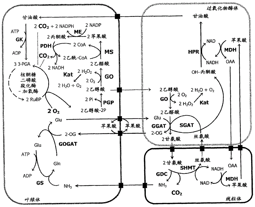 Means for improving agrobiological traits in a plant by providing a plant cell comprising in its chloroplasts enzymatic activities for converting glycolate into malate