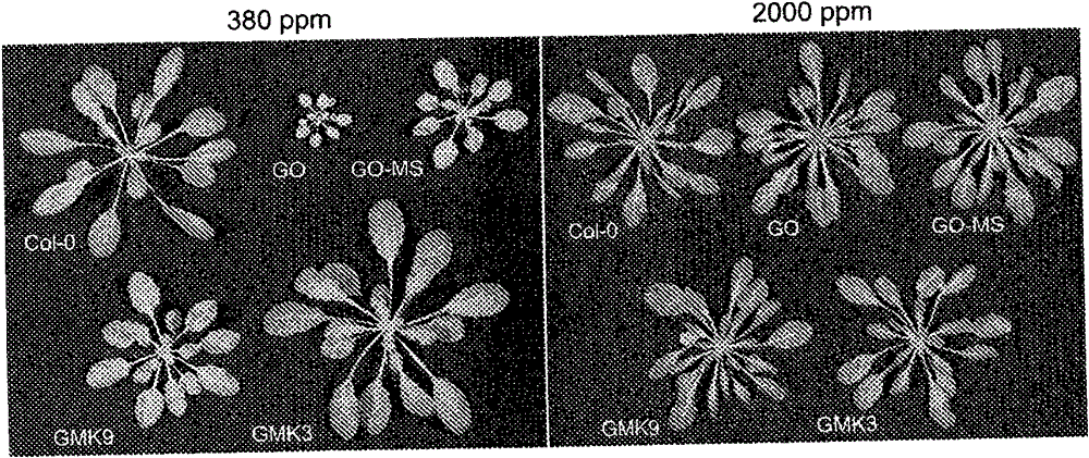 Means for improving agrobiological traits in a plant by providing a plant cell comprising in its chloroplasts enzymatic activities for converting glycolate into malate