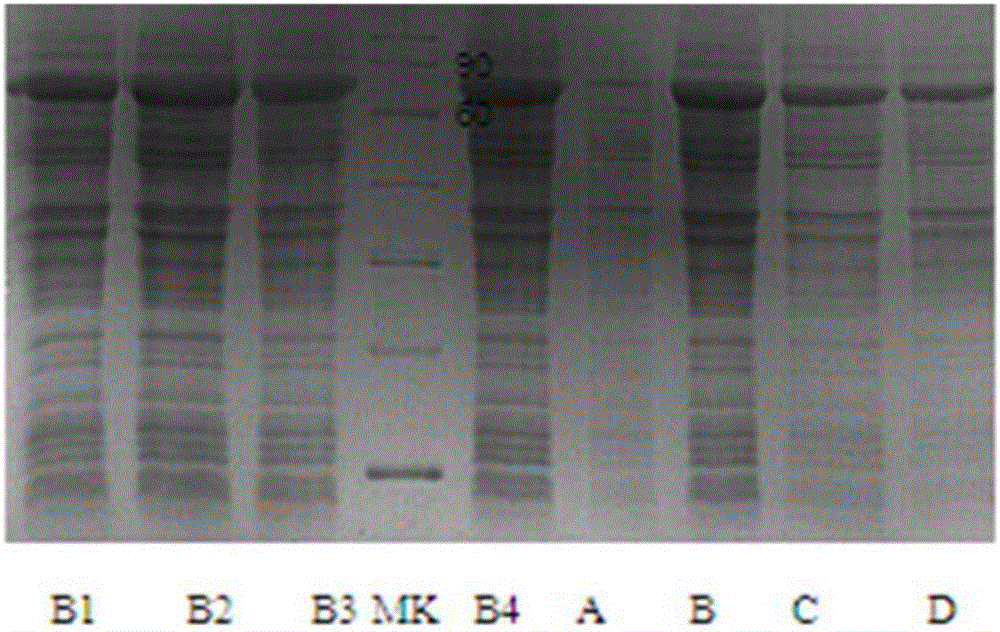 Antibody-bound protein L and preparation method thereof