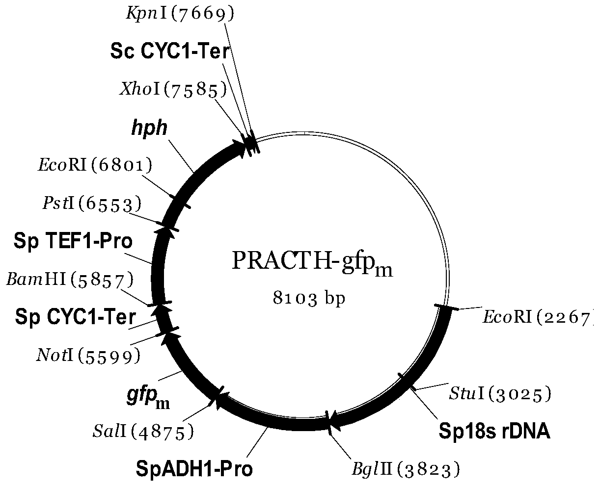 Expression system of a xylose-utilizing yeast spathaspora passalidarum