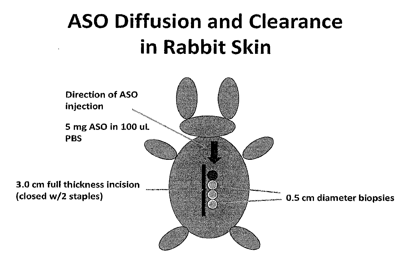 Method of treating keloids or hypertrophic scars using antisense compounds targeting connective tissue growth factor (CTGF)