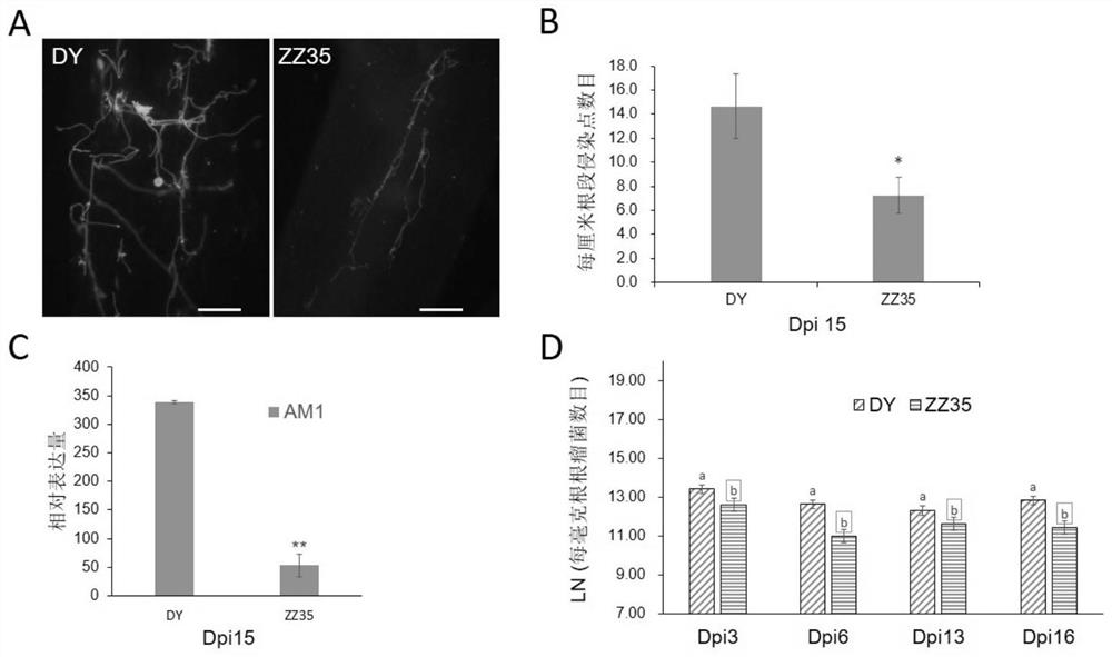 Protein for promoting symbiosis between plant root system and symbiotic bacteria, isolated nucleic acid molecule and application cultivation method thereof