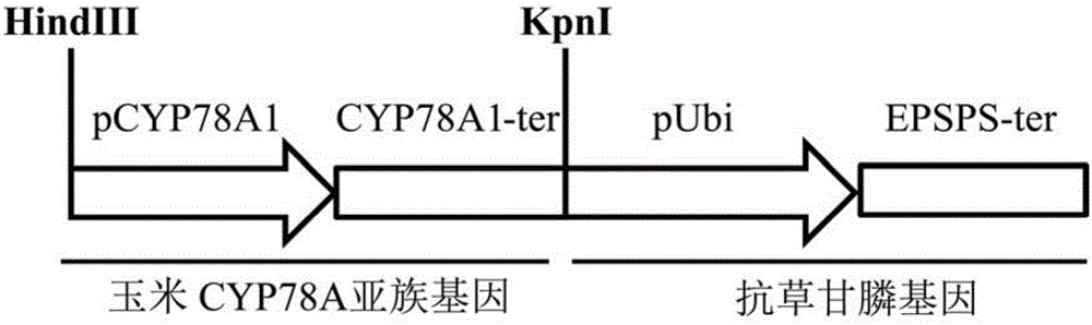 Application of CYP78A gene in increasing of plant height of corns and growth vigor of plants