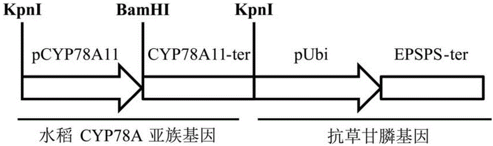 Application of CYP78A gene in increasing of plant height of corns and growth vigor of plants