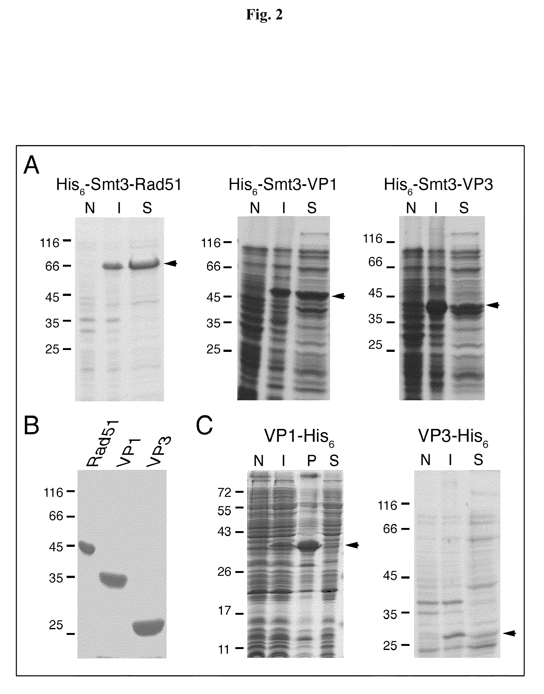 Preparation of Soluble Capsid Proteins of Picornaviruses Using SUMO Fusion Technology