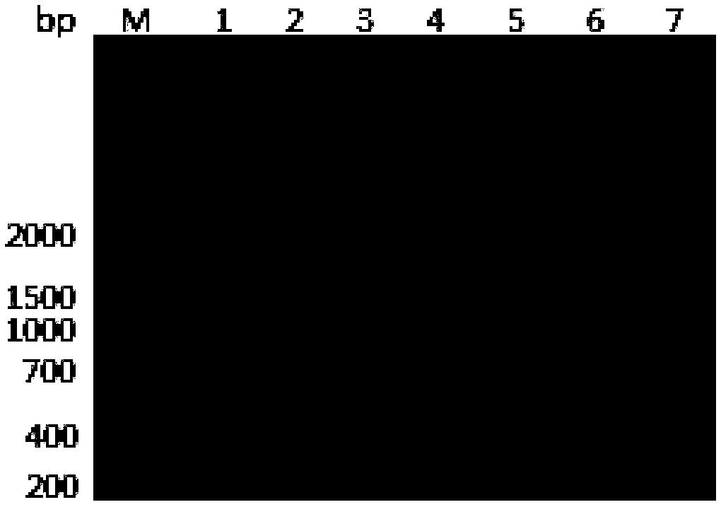 Indirect ELISA (enzyme-linked immuno sorbent assay) kit for detecting human toxoplasma gondii antibody and preparation method of indirect ELISA kit