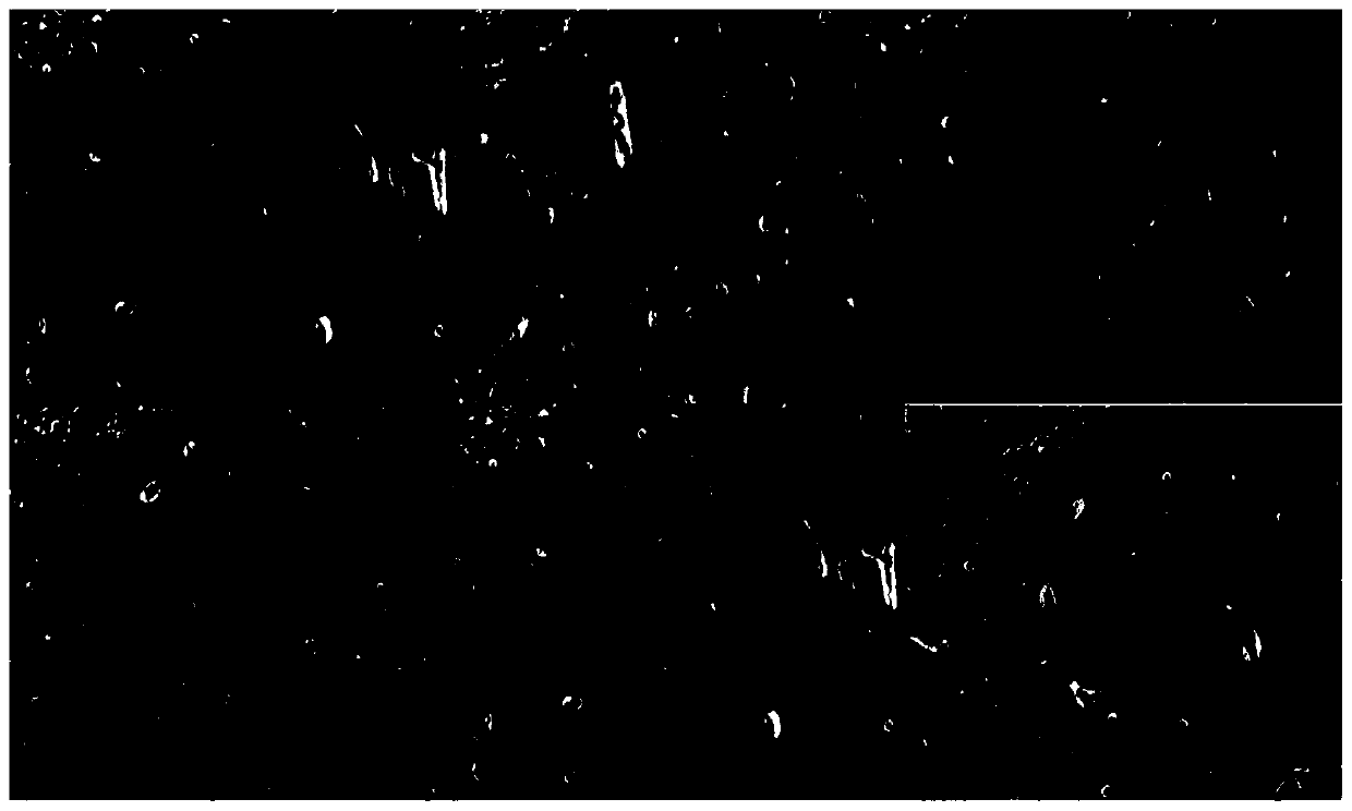 Polysaccharide combined prebiotic granules for regulating brain-gut axis, preparation method and application