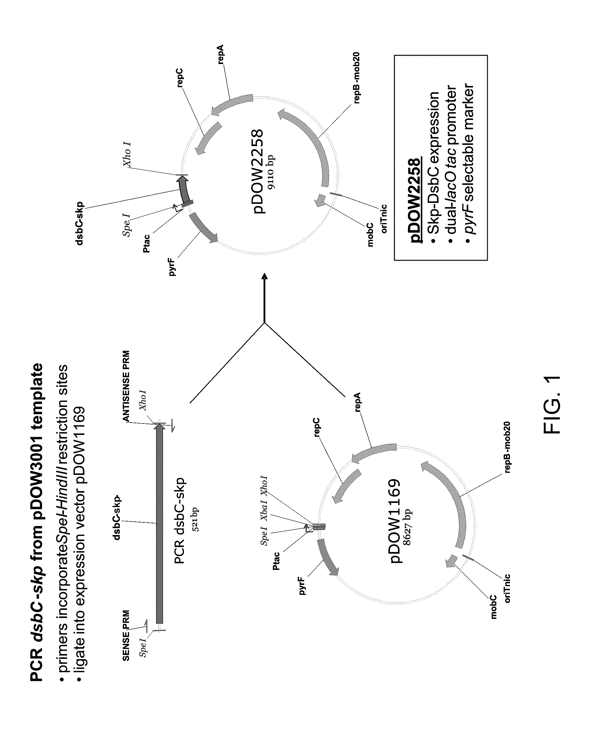 Bacterial leader sequences for increased expression