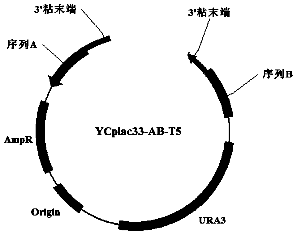 A method for high-accuracy site-directed gene knockout in yeast