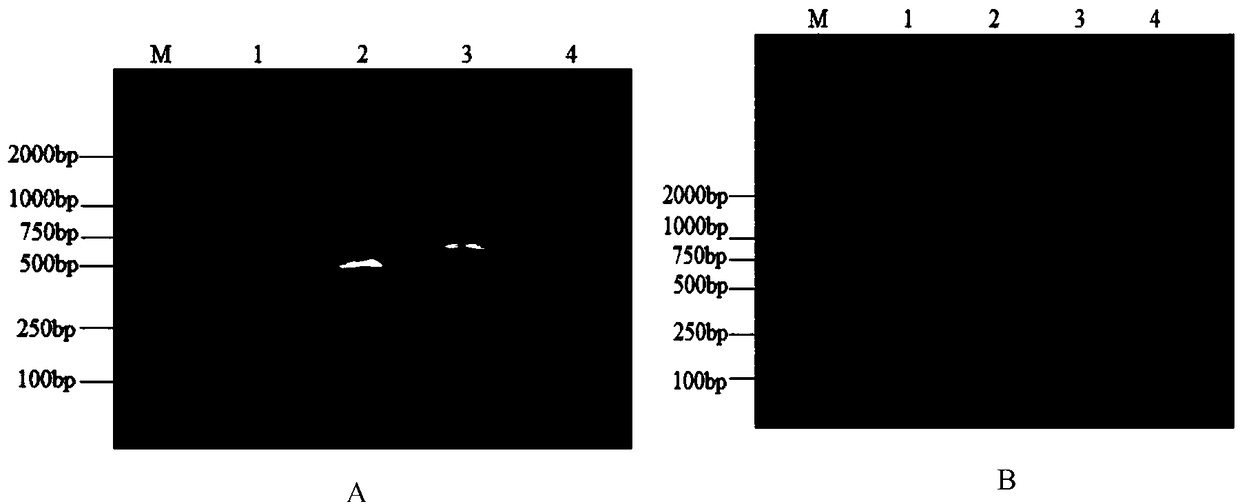 Antigen region for processing destroyed beta-conglycinin alpha'subunit based on phage showing technology positioning and screening method thereof