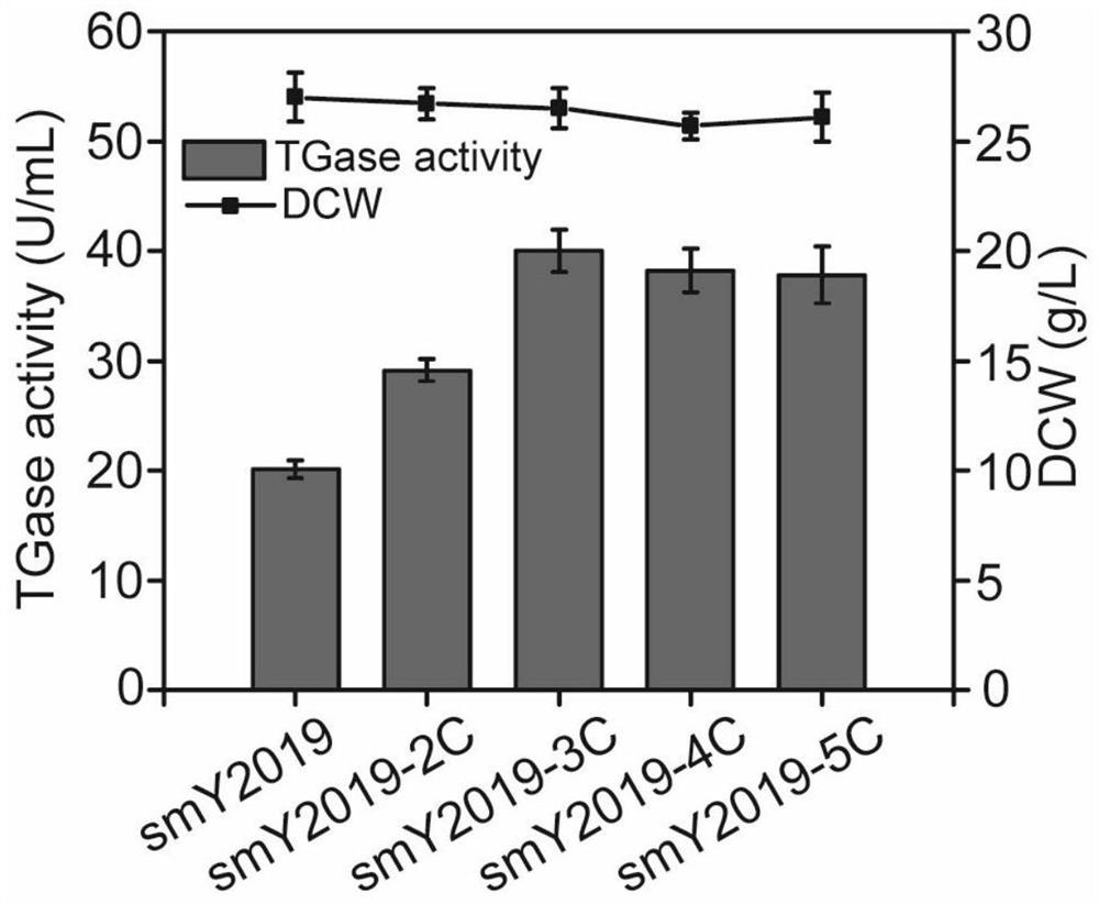 Recombinant streptomyces mobaraensis and application thereof in production of transglutaminase