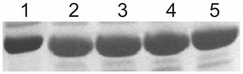 Recombinant streptomyces mobaraensis and application thereof in production of transglutaminase